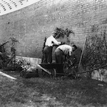 Planting the Wrigley Field ivy in 1937